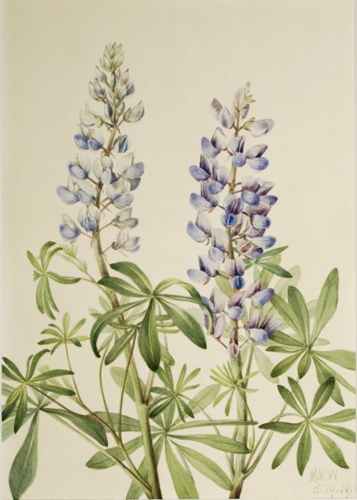  av Mary Vaux Walcott