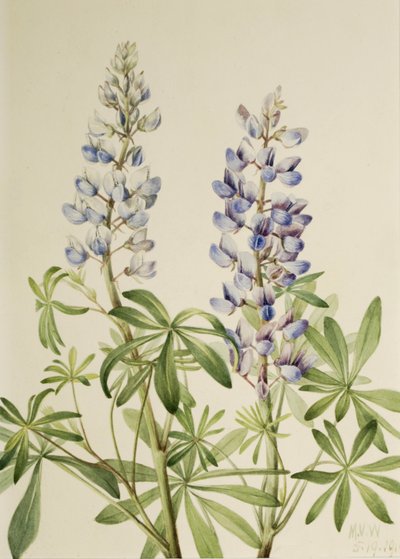Sun Dial Lupin Flerårig Lupin, 1919. av Mary Vaux Walcott