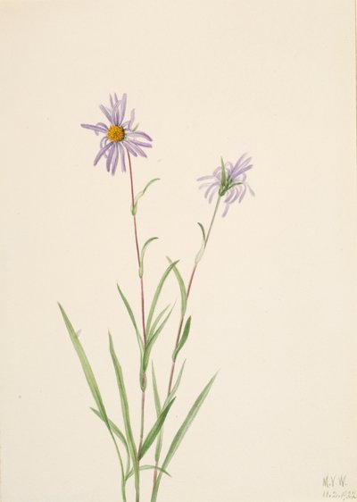 Swamp Aster Aster paludosus, 1922. av Mary Vaux Walcott