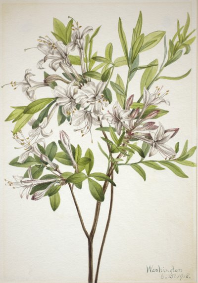 Swamp Azalea Azalea viscosa, 1918. av Mary Vaux Walcott