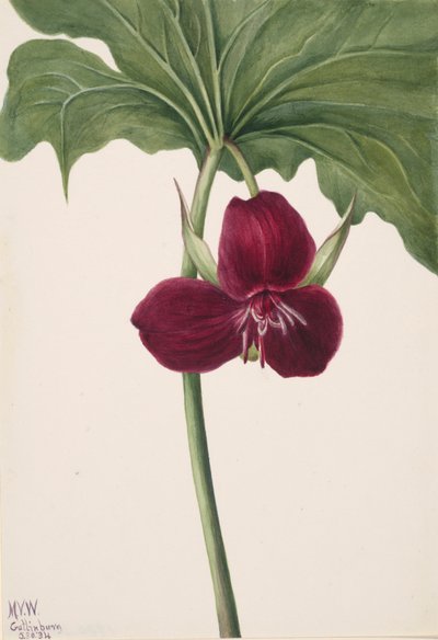 Sweet Trillium Trillium vasyi, 1934. av Mary Vaux Walcott