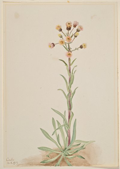  av Mary Vaux Walcott