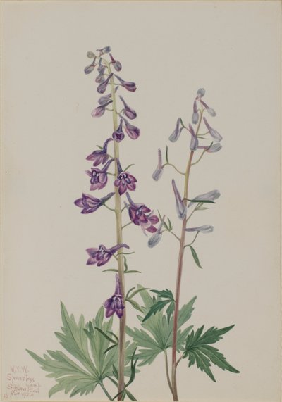  av Mary Vaux Walcott