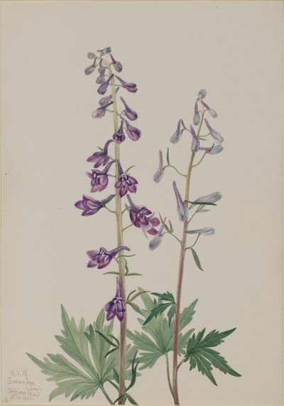 Tall Larkspur Delphinium elongatum, 1920. av Mary Vaux Walcott