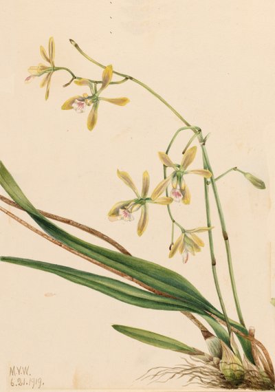 Tampa Epidendrum Epidendrum tampense, 1919. av Mary Vaux Walcott
