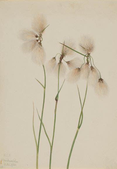  av Mary Vaux Walcott