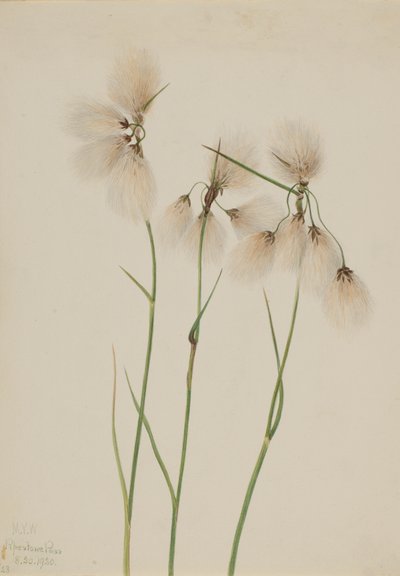 Dusk bomullsgress Eriophorum angustifolium, 1920. av Mary Vaux Walcott
