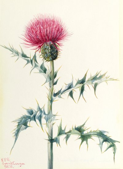  av Mary Vaux Walcott