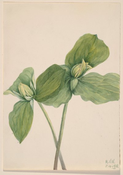  av Mary Vaux Walcott