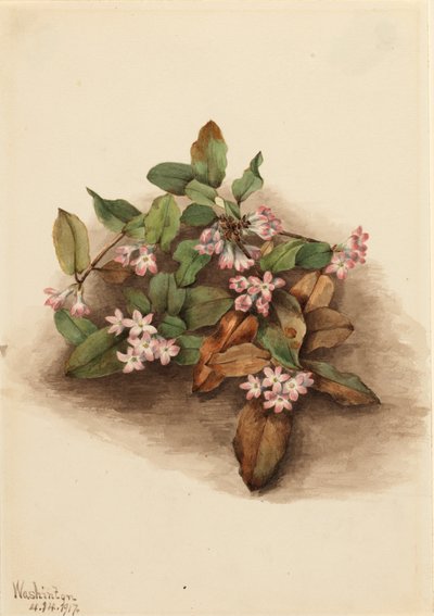 Etterfølgende Arbutus Epigaea repens, 1917. av Mary Vaux Walcott