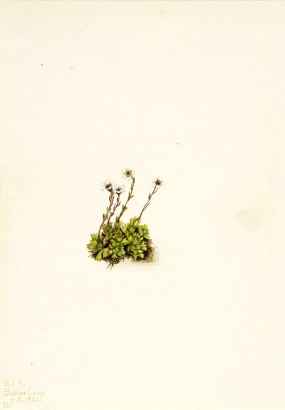 Tufted Saxifrage Saxifraga caespitosa, 1921. av Mary Vaux Walcott