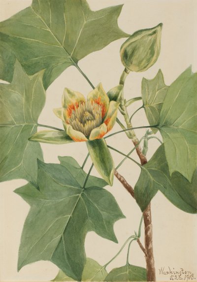 Tuliptree Liriodendron tulipifera, 1918. av Mary Vaux Walcott