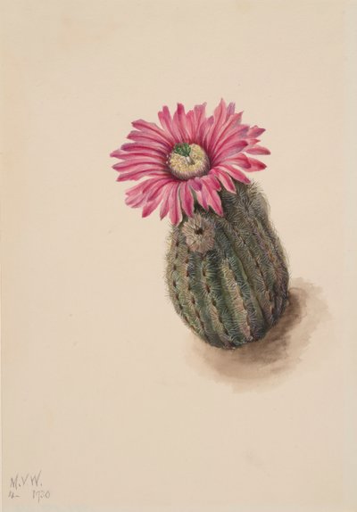 Kalkunhodekaktus Echinocereus perbellus, 1930. av Mary Vaux Walcott