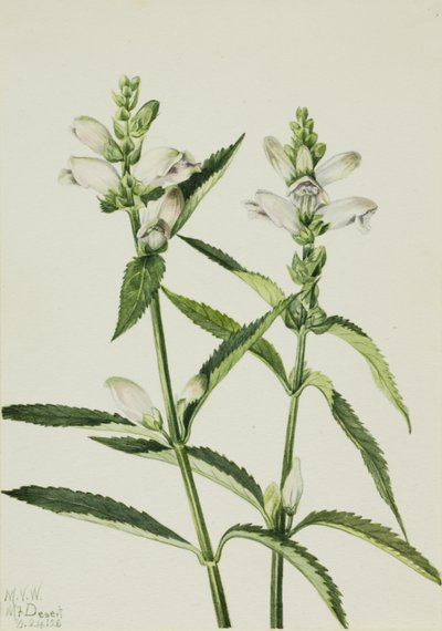  av Mary Vaux Walcott