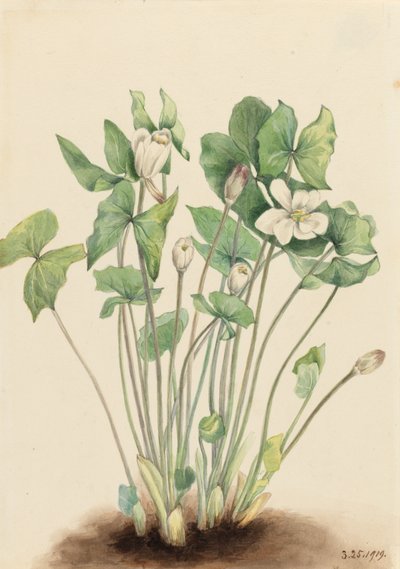 Twinleaf Jeffersonia diphylla, 1919. av Mary Vaux Walcott