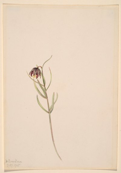 Uten tittel -- Blomsterstudie av Mary Vaux Walcott