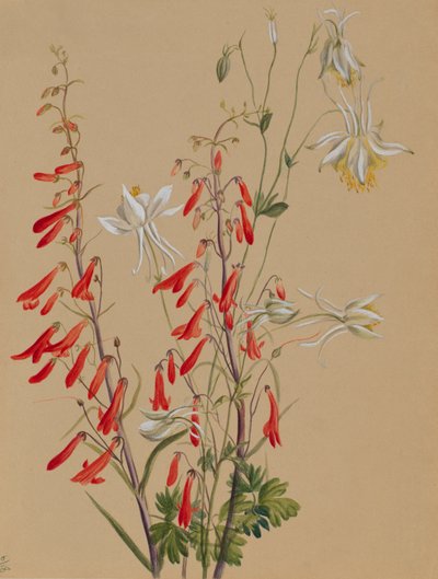  av Mary Vaux Walcott