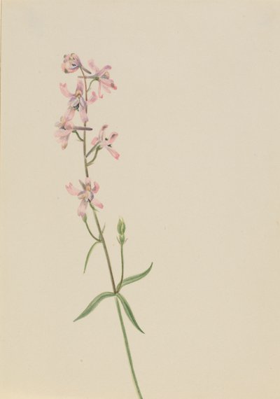  av Mary Vaux Walcott