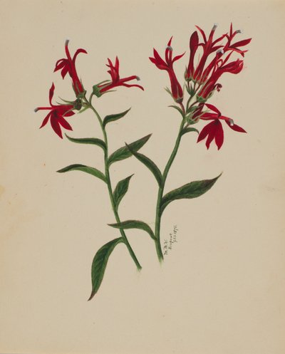 Uten tittel--Flower Study, 1876. av Mary Vaux Walcott