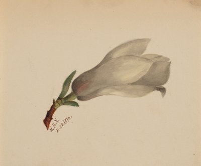 Uten tittel--Flower Study, 1876. av Mary Vaux Walcott