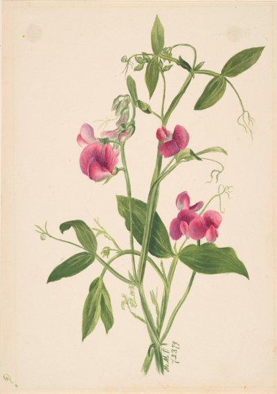 Uten tittel--Flower Study, 1879. av Mary Vaux Walcott