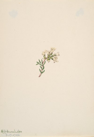 Uten tittel--Flower Study, 1905. av Mary Vaux Walcott