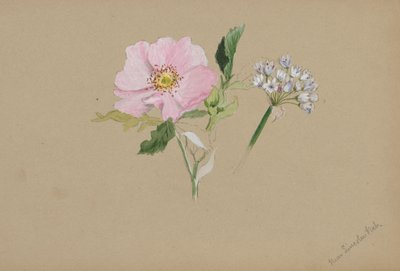 Uten tittel--Flower Study, ca. 1876-1878. av Mary Vaux Walcott