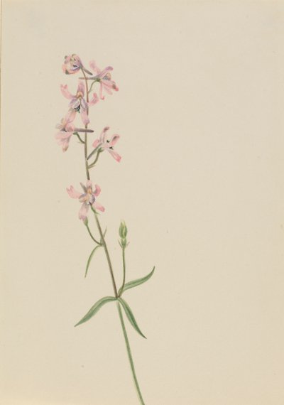 Uten tittel--Flower Study, ca. 1900-1930. av Mary Vaux Walcott