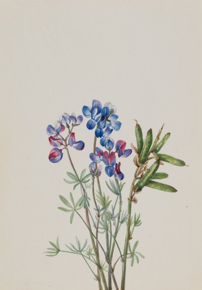 Uten tittel--Flower Study, ca. 1900-1930. av Mary Vaux Walcott