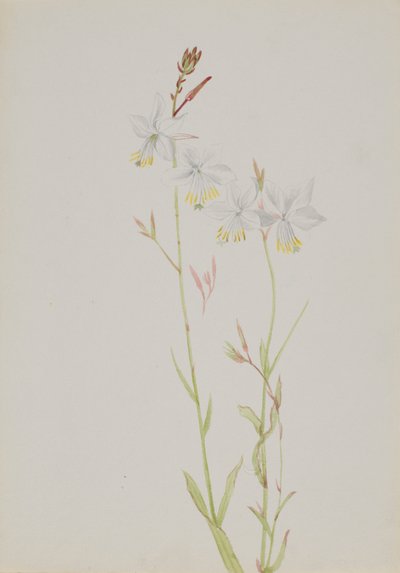 Uten tittel--Blomsterstudie, nd av Mary Vaux Walcott