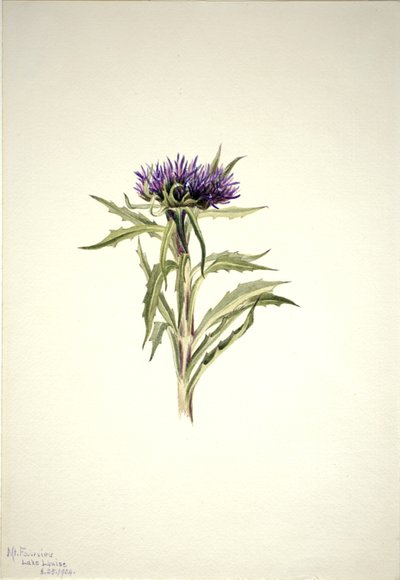  av Mary Vaux Walcott