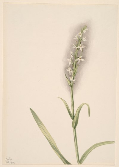  av Mary Vaux Walcott