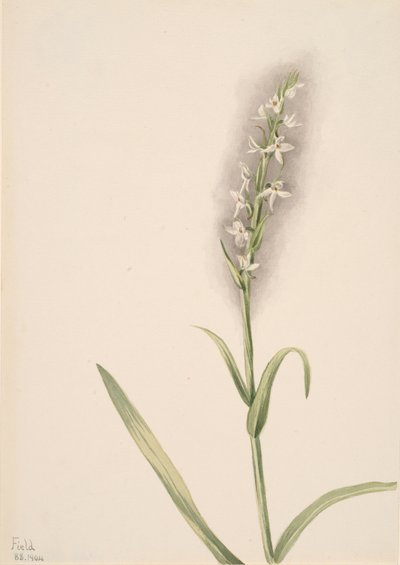 Uten tittel--Plant Study, 1904. av Mary Vaux Walcott