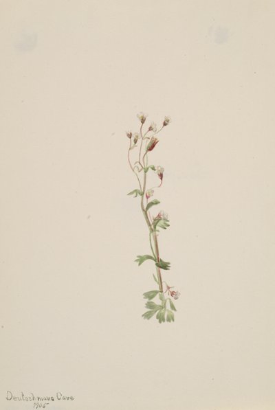 Uten tittel--Plant Study, 1905. av Mary Vaux Walcott