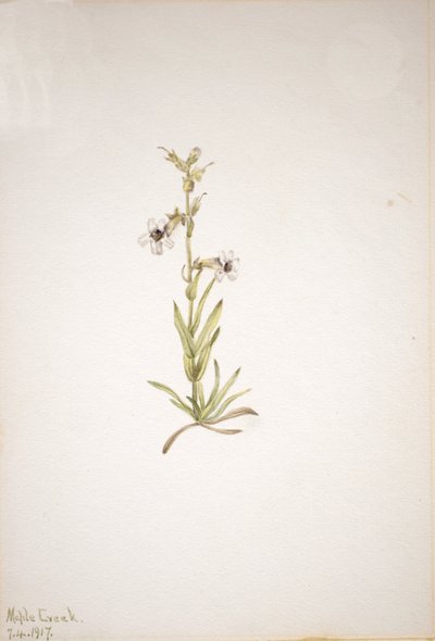 Uten tittel--Plant Study, 1917. av Mary Vaux Walcott