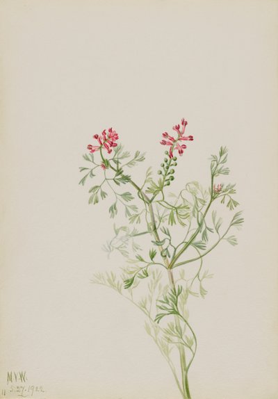 Uten tittel--Plant Study, 1922. av Mary Vaux Walcott