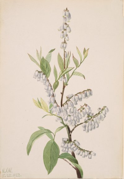 Uten tittel--Plant Study, 1923. av Mary Vaux Walcott