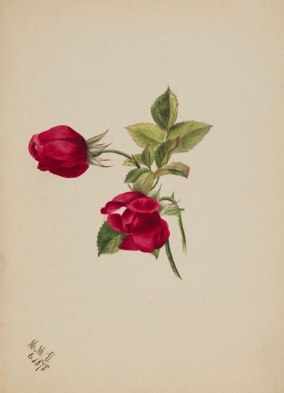 Uten tittel - Rose, 1878. av Mary Vaux Walcott