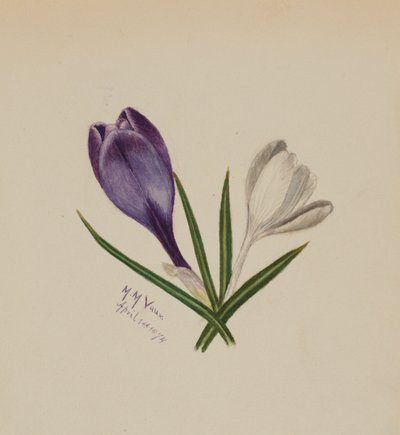  av Mary Vaux Walcott