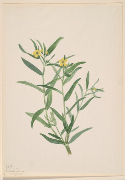  av Mary Vaux Walcott