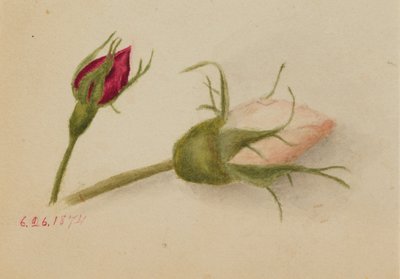  av Mary Vaux Walcott
