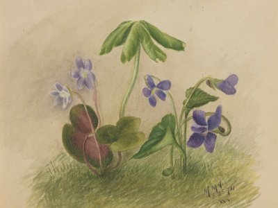  av Mary Vaux Walcott