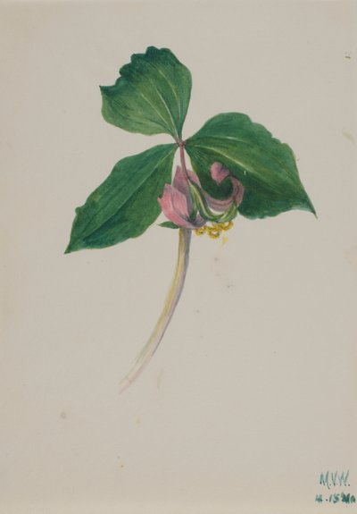  av Mary Vaux Walcott