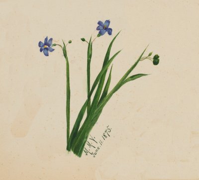 Uten tittel, 1875. av Mary Vaux Walcott