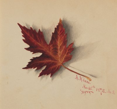 Uten tittel høstblad, 1872. av Mary Vaux Walcott