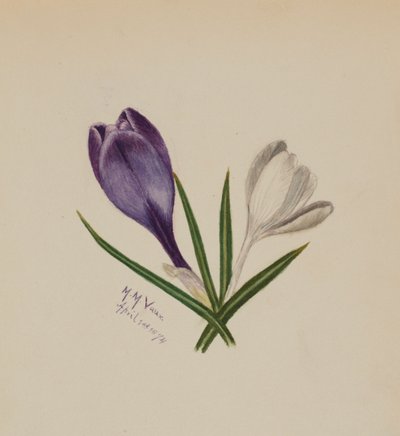 Uten tittel krokus, 1874. av Mary Vaux Walcott