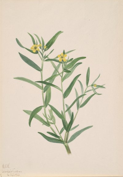 Blomsterstudie uten tittel, 1923. av Mary Vaux Walcott