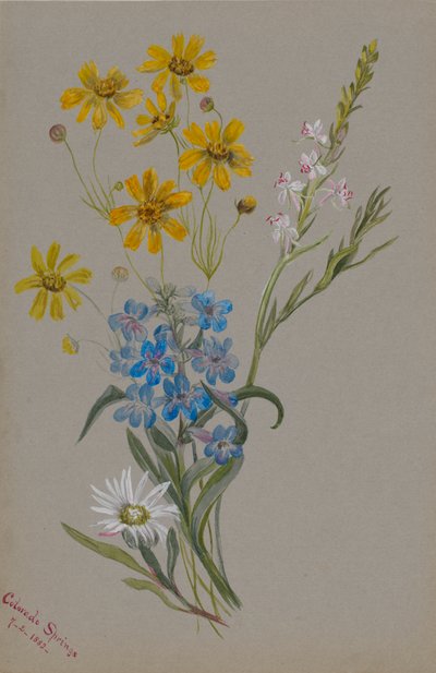 Uten tittel, Gruppe av blomster, 1883. av Mary Vaux Walcott