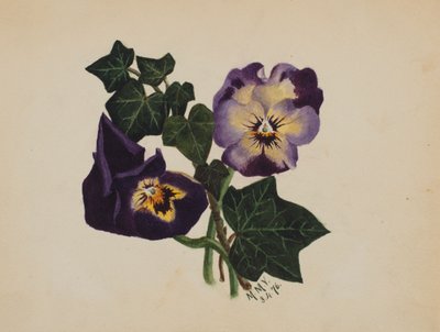 Uten tittel Stemorblomster og eføy, 1876. av Mary Vaux Walcott