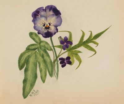 Uten tittel Pansy, 1876. av Mary Vaux Walcott